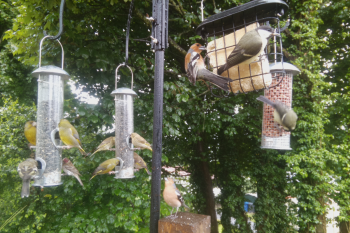 Busy Day at the bird feeder